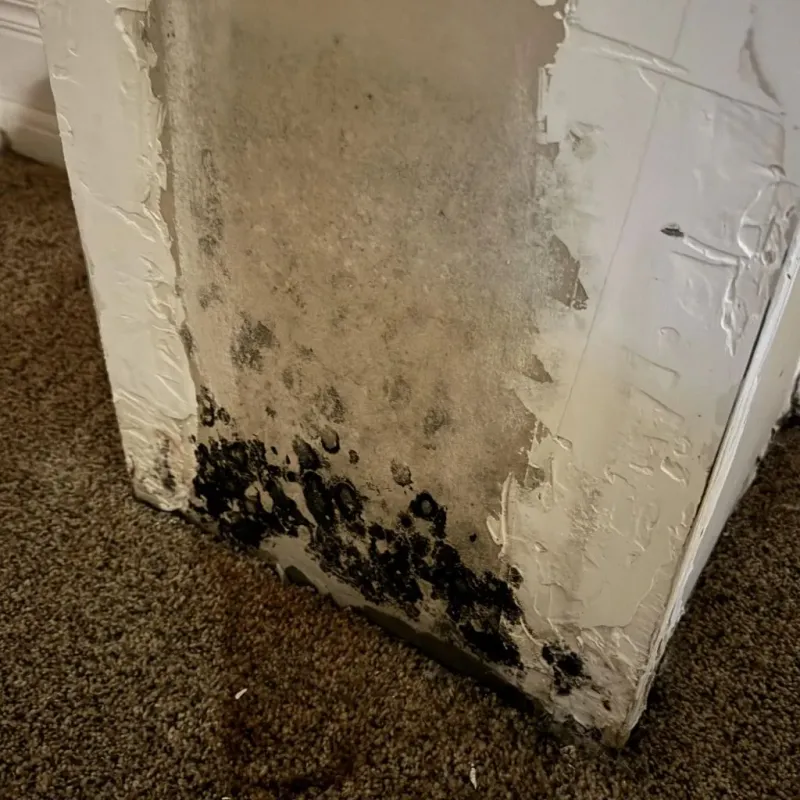 Professional Mold Removal in North Shore, VA